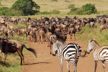3 Days Private Safari To Saltlick Lodge From Nairobi
