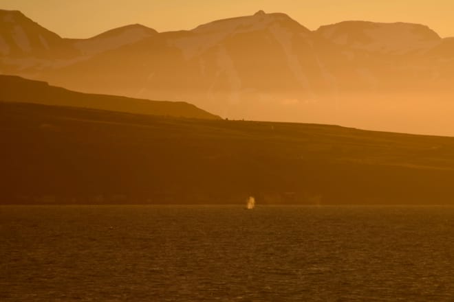 Akureyri Classic Whales in the Midnight Sun 8