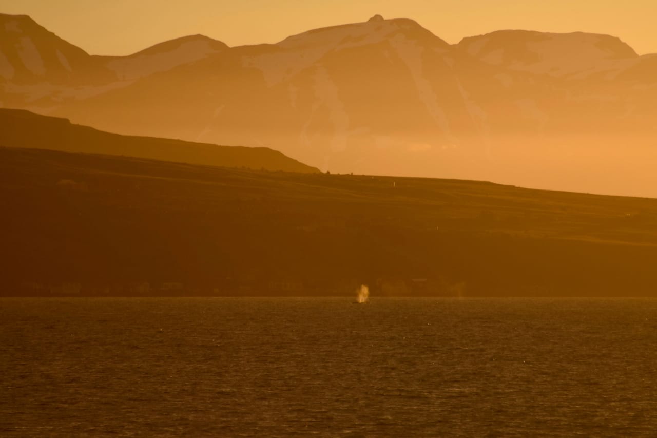 Akureyri Classic Whales in the Midnight Sun 8