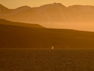 Akureyri Classic Whales in the Midnight Sun, photo 9