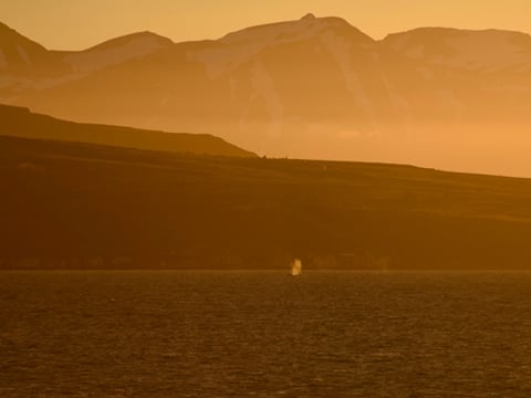 Akureyri Classic Whales in the Midnight Sun, photo 9