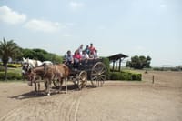 Tour in a traditional carruage