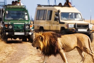 7-Day Wildlife Safari and Diani Beach Adventure in Kenya