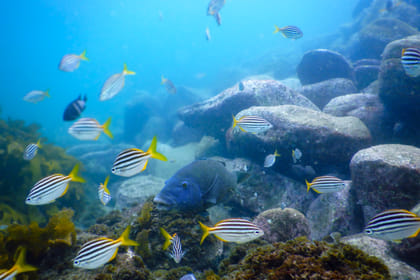 Private Snorkeling Tour of Sydney's Bronte-Coogee Reserve
