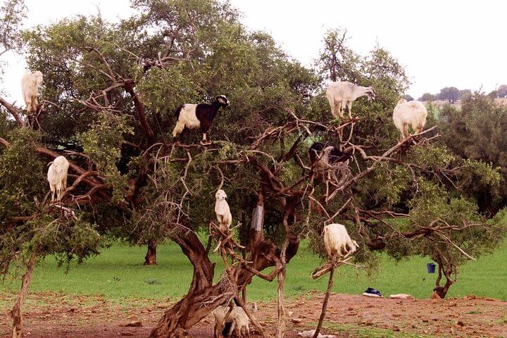 Day Trip To Essaouira From Marrakech with /small group