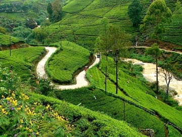 Nuwara Eliya Tea Plantations
