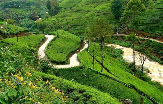 Kandy & Nuwara Eliya | 2 Days Tour
