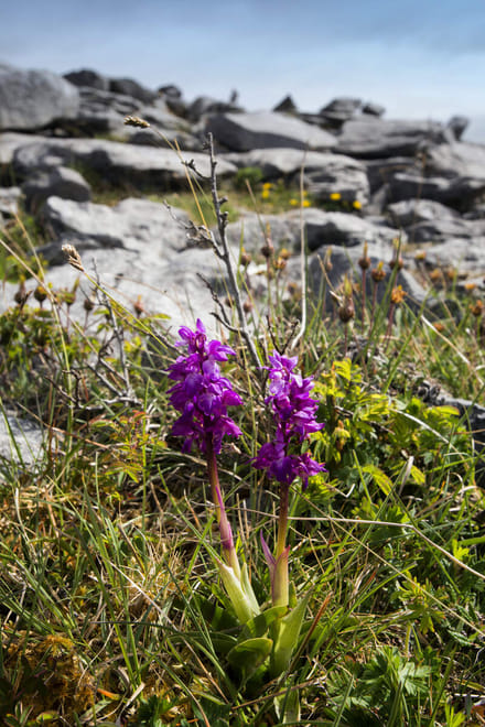 Stones & Stories walk in the Burren, Clare. Private guided. 2 hours 7