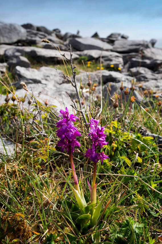 Stones & Stories walk in the Burren, Clare. Private guided. 2 hours 7