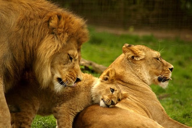 Serengeti National park