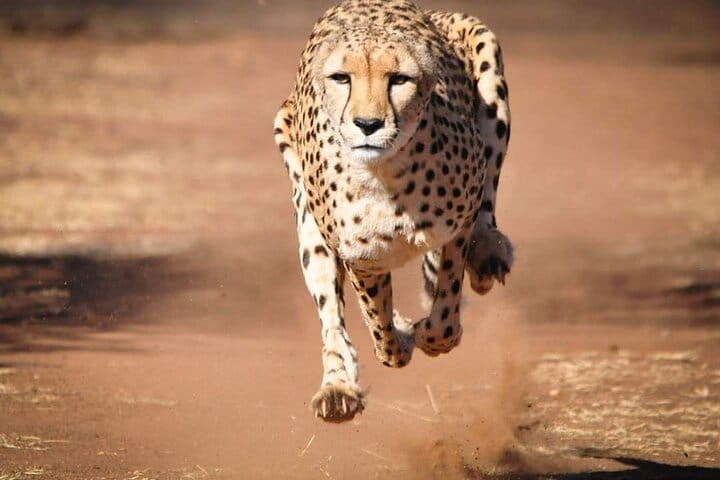 Elegance in every stride.