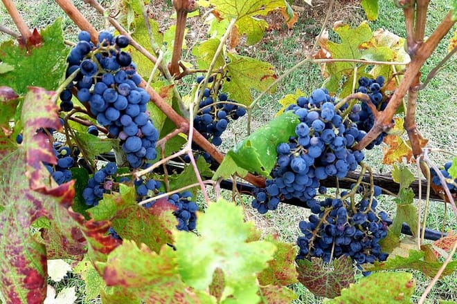 Chianti and San Gimignano Wine Tour with Lunch - Photo 3