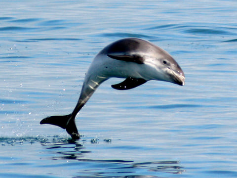Free and happy white beaked dolphin seen in a whale watching from Dalvik north Iceland