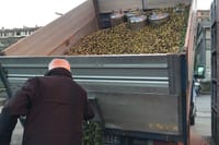 Olive beans