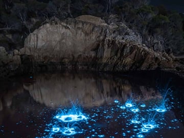 Bioluminescence Kayak Tour at Waiake Beach in Auckland