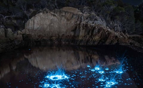 Bioluminescence Kayak Tour at Waiake Beach in Auckland