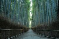 Kyoto Arashiyama Bamboo Forest Hiking Tour（Hidden Temples） 1