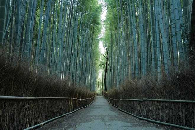 Kyoto Arashiyama Bamboo Forest Hiking Tour（Hidden Temples）