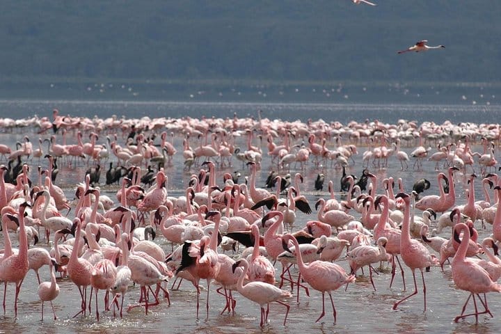 Lake Nakuru National park