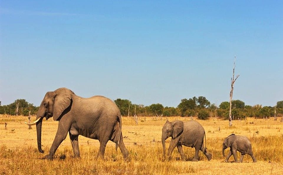 3 Days, 2 Nights Safari – Amboseli National Park and Tsavo West Adventure Safari