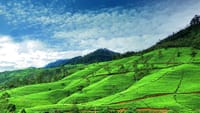 Nuwara Eliya Day Tour from Kandy 5