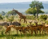 6 Days Southern Tanzania Safari 3