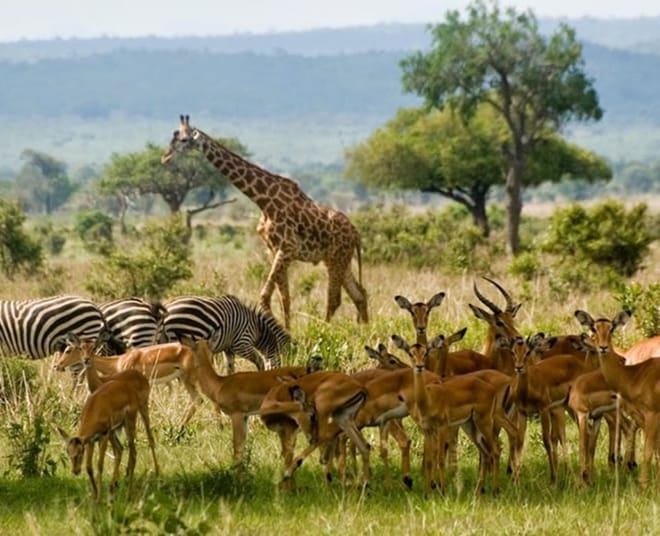 6 Days Southern Tanzania Safari photo 3