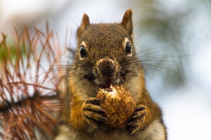 Capture the essence of curiosity and innocence as a small animal explores its surroundings, every step a new adventure in the grand tapestry of nature.