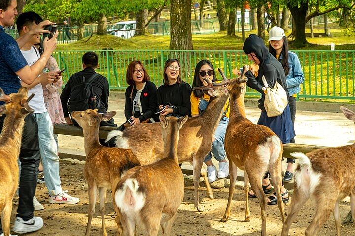 Discover Nara Park: A Day with Deer and Ancient Temples