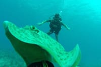 Scuba Diving at Catalina Island - 2 tank | 2 spots 6