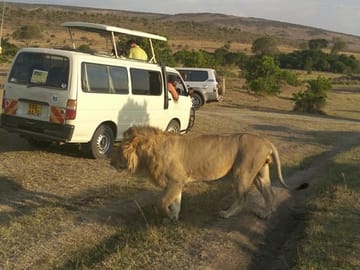 Private Tour of Nairobi National Park and Giraffe Center