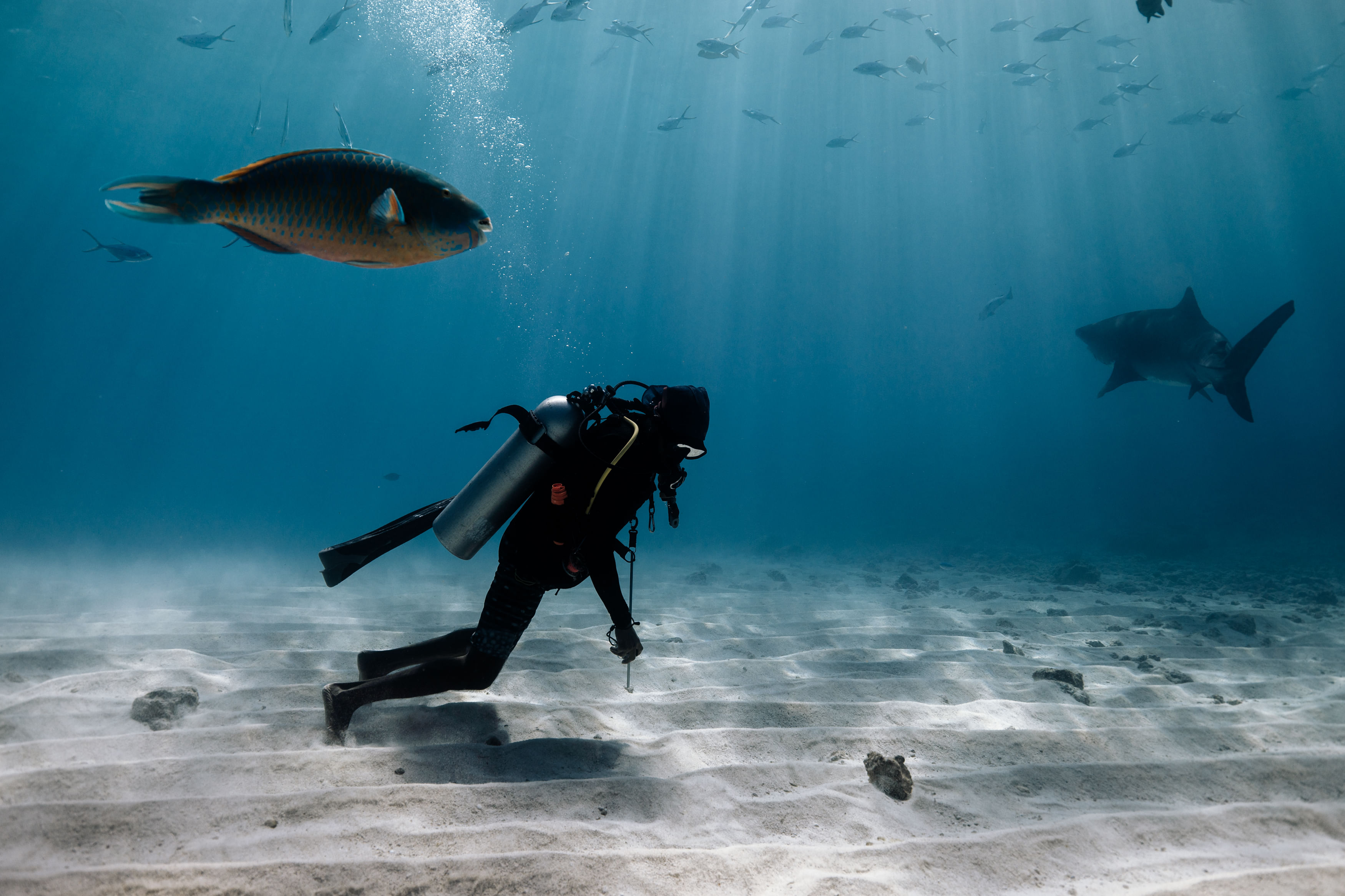 A diver underwater while enjoying a dive at Shark Island.