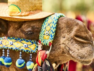 Camel Trekking in Marrakech's Palm Grove
