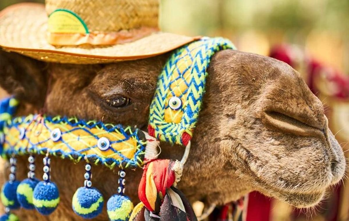 Camel Ride in Marrakech Palm Grove