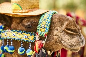Camel Ride in Marrakech Palm Grove