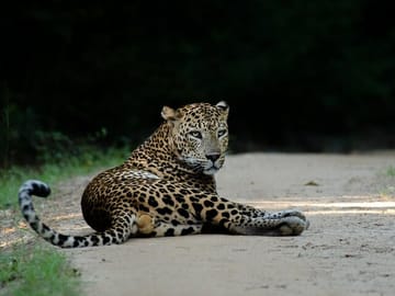 Half-Day Safari Tour in Yala National Park from Colombo