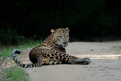 Yala national park half day safari from Colombo.