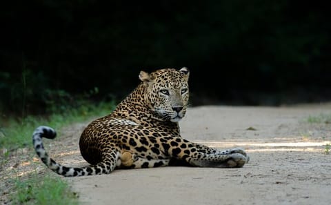 Half-Day Safari Tour in Yala National Park from Colombo