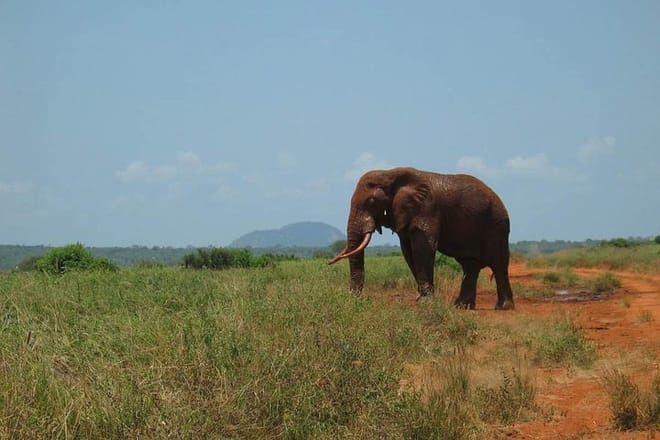 Elephants Tsavo East Safari