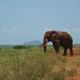 Elephants Tsavo East Safari