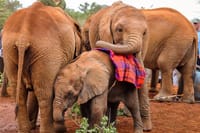 Elephants