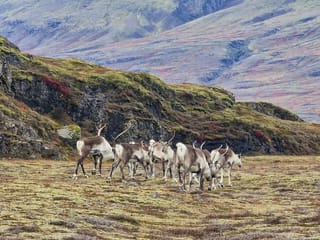 3 Day Southeast Photo Tour With Sindri Local Guide Home Dinner, photo 14