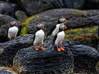Puffin Jet ski tour in Reykjavík, photo 7