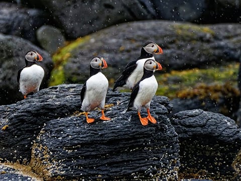 Puffin Jet ski tour in Reykjavík, photo 7