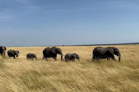 Amboseli day trip with pick up