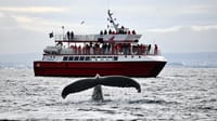 Reykjavík Classic Whale Watching 2
