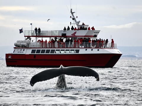 Reykjavík Classic Whale Watching , photo 3