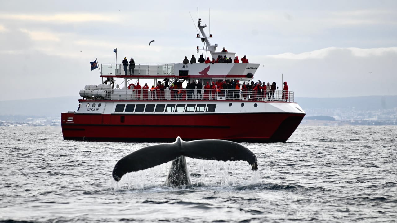 Reykjavík Classic Whale Watching 2