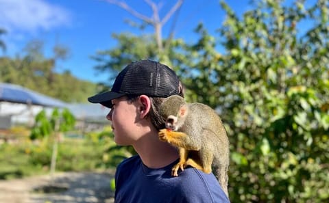 Hiking Tour of Damajagua Waterfalls and Monkey Interaction