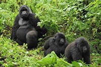 1-Day Gorilla Tracking at Volcanoes from Kigali 1